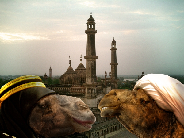 Creation of Camel Courting : Step 4